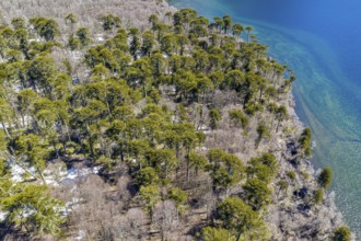 Aerial view of araucaria forest at the lake Laguna Escondida, west of Paso Tromen o Mamuil Malal,