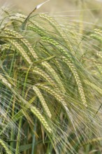 Barley field, ears of barley (Hordeum vulgare) unripe, Baden-Württemberg, Germany, Europe