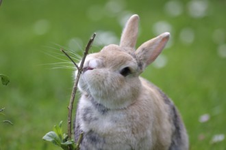 Rabbit (Oryctolagus cuniculus domestica), pet, garden, twig, The rabbit nibbles on a dry twig