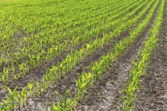 Symbolic image of renewable energies, young maize plants in the field, cultivation for biogas