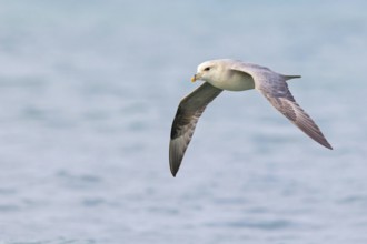 Northern fulmar (Fulmarus glacialis), Spitsbergen, Longyearbyen, Svalbard / Spitsbergen, Norway,