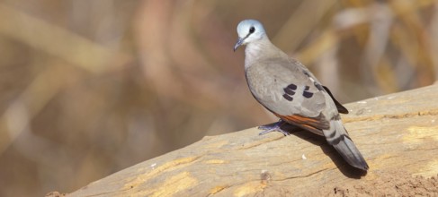 Black-billed wood dove (Turtur abyssinicus), Tendaba camp / Tendaba photo hid, Kwinella, South