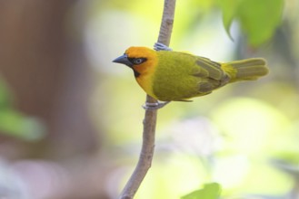 Black-necked weaver (Ploceus nigricollis), Gunjur forest / Gunjur photo hid, Gunjur, South Bank,