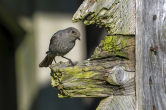 Black redstart (Phoenicurus ochruros gibraltariensis) female, first calendar year male perched on