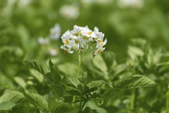 Potato (Solanum tuberosum) flowering, potato field, Baden-Württemberg, Germany, Europe