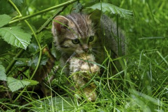 European wildcat, wild cat (Felis silvestris silvestris) 7 week old kitten with killed bird chick