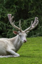 Leucistic red deer (Cervus elaphus) stag, white morph at forest edge with antlers covered in velvet