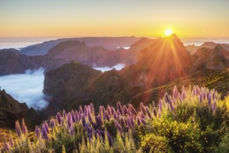 View from Pico do Arieiro of mountains over clouds with Pride of Madeira flowers and blooming