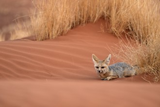 Bat-eared fox (Otocyon megalotis), lying in the red sand, Namib-Naukluft Desert, Namibia, Africa