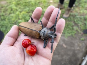 Titan beetle at an farm near Pousada Santa Clara, Nhecolandia, Corumba, Mato Grosso do Sul, Brazil,