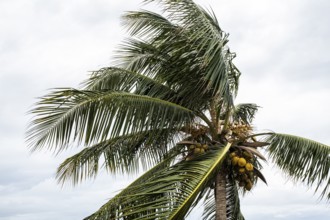 Coconut tree, Cartagena, Colombia, South America