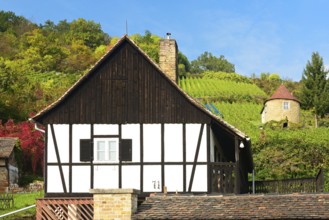 Vineyard with traditional vineyard houses in autumn, Naumburg (Saale), Saale-Unstrut region,