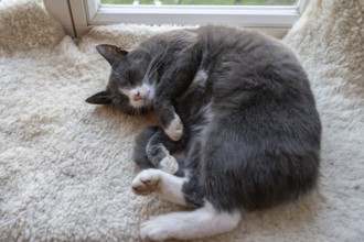 Sleeping, dreaming cat lying on a sheepskin, Mecklenburg-Vorpommern, Germany, Europe