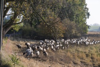 A flock of black-headed sheep (Ovis gmelini aries) on a pasture, Rehna, Mecklenburg-Western