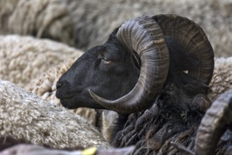 Male horned blackface domestic sheep (Ovis aries), Rehna, Mecklenburg-Western Pomerania, Germany,