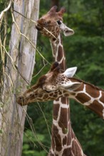 Two reticulated giraffes (Giraffa reticulata), Nuremberg Zoo, Middle Franconia, Bavaria, Germany,