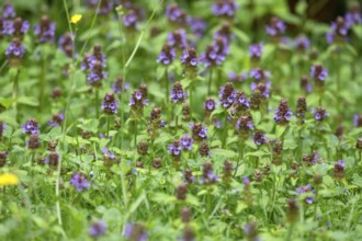 Common selfheal (Prunella), Bavaria, Germany, Europe