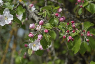 Apple blossom branch (Malus), Bavaria, Germany, Europe