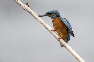 Common kingfisher (Alcedo atthis), Emsland, Lower Saxony, Germany, Europe