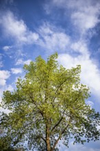 Tree, lime tree, clouds, sky, spring, Stuttgart, Baden-Württemberg, Germany, Europe