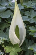 White false calla (Lysichiton camtschatcensis), Emsland, Lower Saxony, Germany, Europe