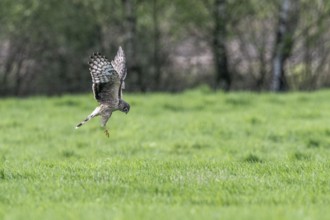 Hen harrier (Circus cyaneus), Emsland, Lower Saxony, Germany, Europe