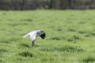 Hen harrier (Circus cyaneus), Emsland, Lower Saxony, Germany, Europe