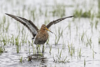 Black-tailed Godwit (Limosa limosa), Lower Saxony, Germany, Europe