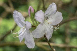 Azalea flower (Rhododendron schlippenbachii), Emsland, Lower Saxony, Germany, Europe