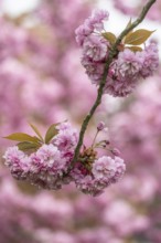 Japanese flowering cherry (Prunus serrulata Kanzan), Emsland, Lower Saxony, Germany, Europe