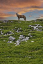 Haflinger, Ebbs, Tyrol, Austria, Europe, KI generated, Europe