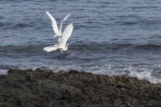 Little Egret (Egretta garzetta), fighting, Lanzarote, Canary Islands, Spain, Europe