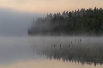 Lake near Hartola, forest in the fog, Finland, Europe