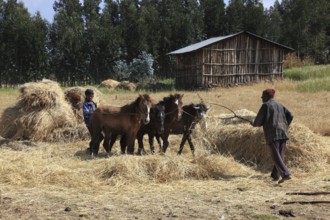 In the highlands of Abyssinia, in the Semien Mountains, Semien Mountains, field work, threshing