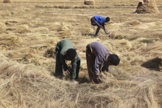 Amhara region, farmers harvesting teff, teff, tef, dwarf millet, Eragrostis tef, seeds are