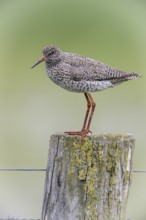 Common redshank (Tringa totanus) sitting on a pole, Lower Saxony, Germany, Europe