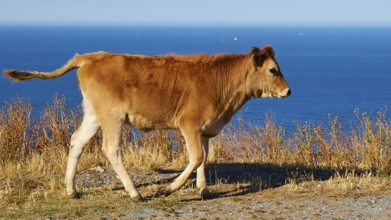 Calf in motion on a sunny cliff with sea view and blue sky, farm animals, Mani Peninsula,