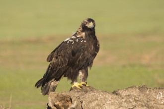 Iberian Eagle, Spanish Imperial Eagle (Aquila adalberti), Extremadura, Castilla La Mancha, Spain,