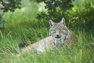 Eurasian lynx (Lynx lynx) lying in the grass under a tree, Wildpark Aurach, Kitzbühl, Tirol,