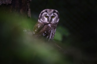 Tengmalm's owl (Aegolius funereus), Bavarian Forest National Park, Bavaria, Germany, Europe