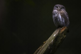 Pygmy Owl (Glaucidium passerinum), Bavarian Forest National Park, Bavaria, Germany, Europe