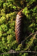 A pine cone rests on a bed of green moss in the forest, Unterhaugstett, Black Forest, Germany,