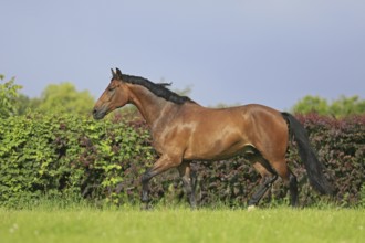 Westphalian Warmblood, Westphalian