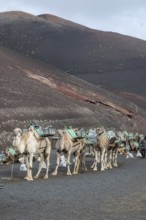 Dromedaries (Camelus dromedarius), Lanzarote, Canary Islands, Spain, Europe