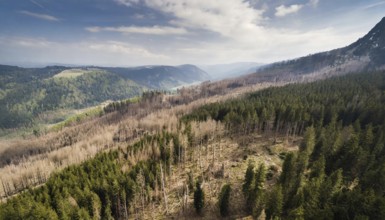 Forest, forest dieback, dead spruce trees due to drought and bark beetle, aerial photograph, AI