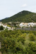 Citrus plantation, Biniamar, near Lloseta, Serra de Tramuntana, Majorca, Balearic Islands, Spain,