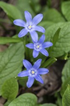 Snow pride (Chionodoxa luciliae), Emsland, Lower Saxony, Germany, Europe