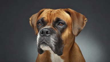 Pets, Dog, German Boxer, AI-generated, AI generated