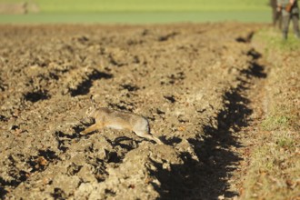 European hare (Lepus europaeus) running across a field, on the occasion of a hare hunt, Lower