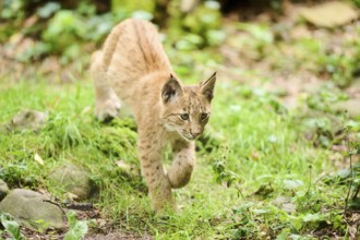 Eurasian lynx (Lynx lynx) youngster walking through a forest, Bavaria, Germany, Europe